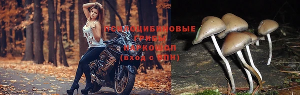 тгк Ельня